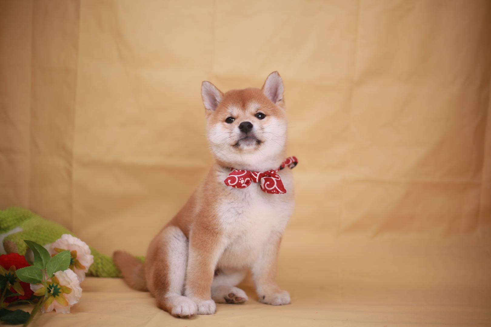 关于柴犬知识你都知道哪些呢 知乎