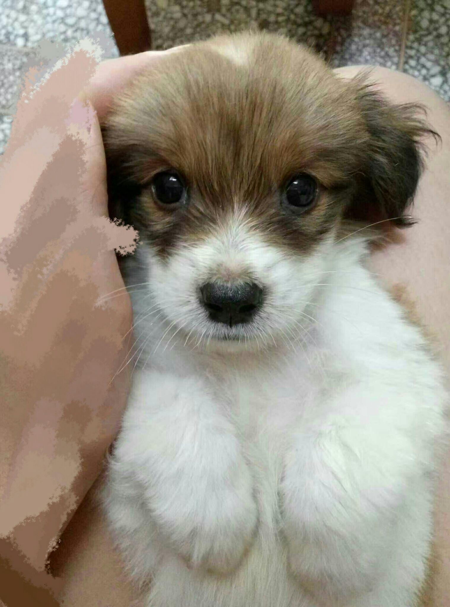 土狗为什么和宠物狗的待遇不一样? - 知乎