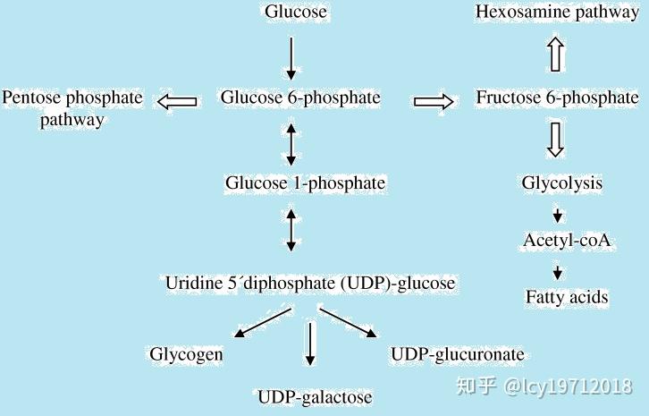 糖醛酸途径与肝脏药物代谢 - 知乎