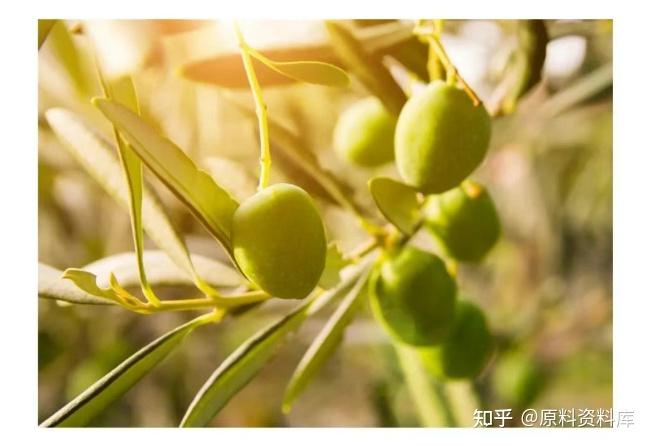 油橄榄叶提取物:舒缓修护“天花板” - 知乎