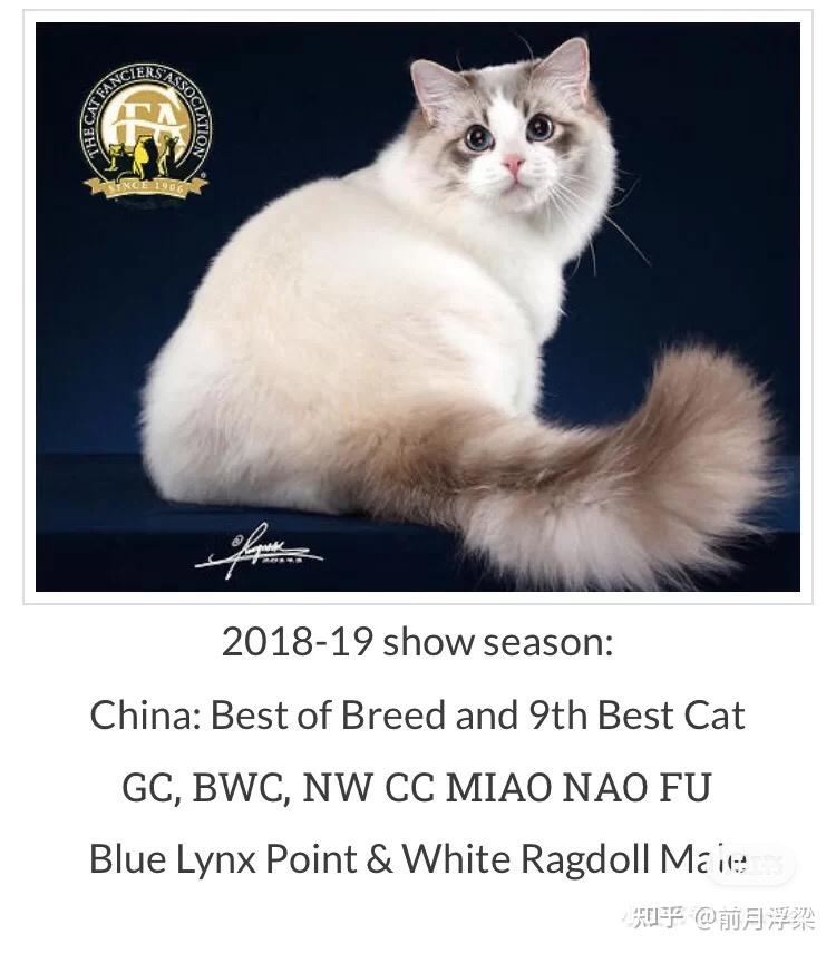 看到一只布偶猫图片我觉得是p的