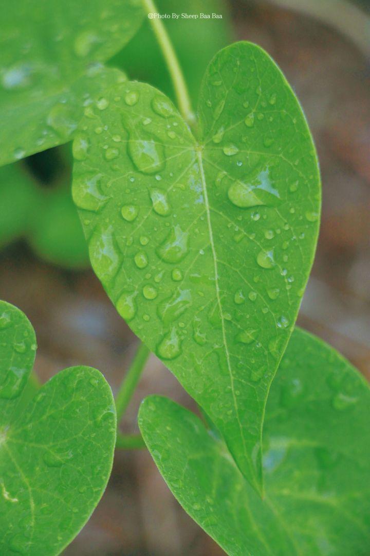 夏日清新手机绿色护眼壁纸分享 - 知乎