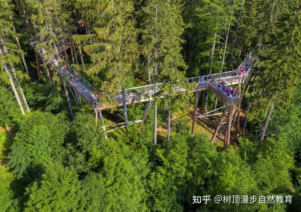 深入森林深处的空中栈道,全长900米,连接提升塔与森林之眼,是无障碍