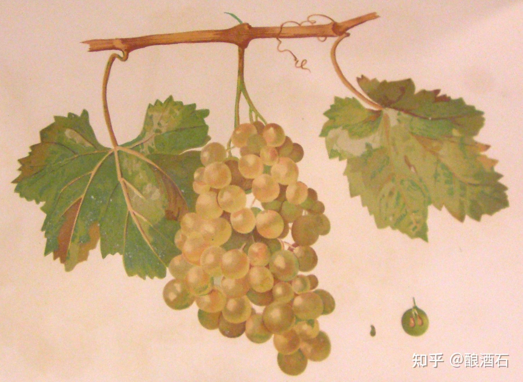 moscato bianco或di canelli或di frontignan或petit grains,起源于