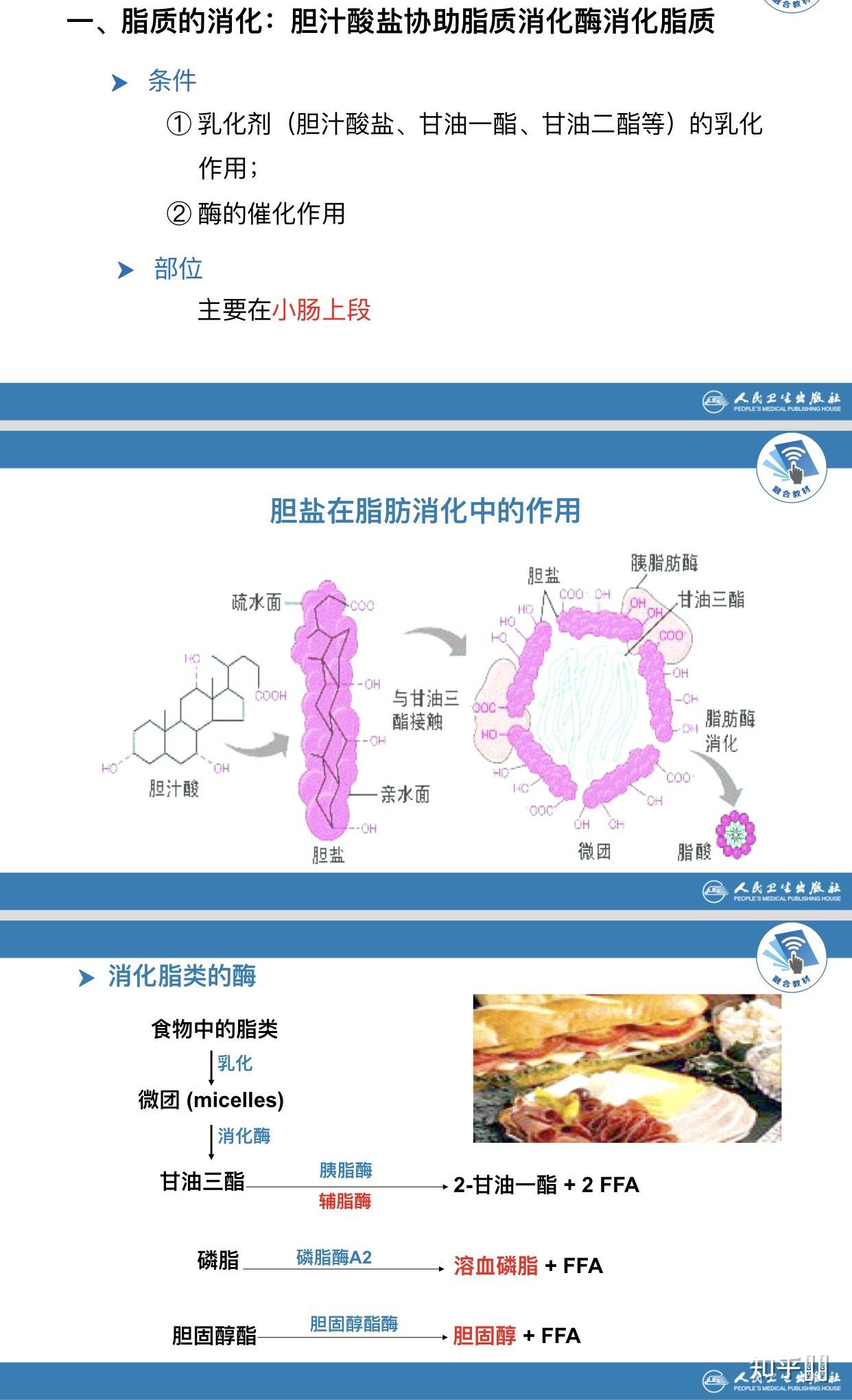 人体的脂质代谢是怎么个流程? - 知乎