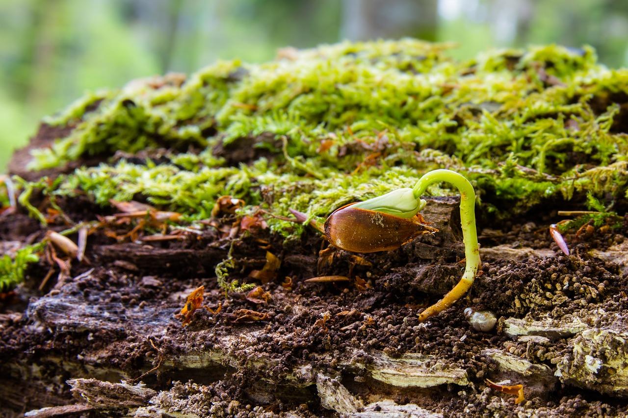 4. 生态园林景观