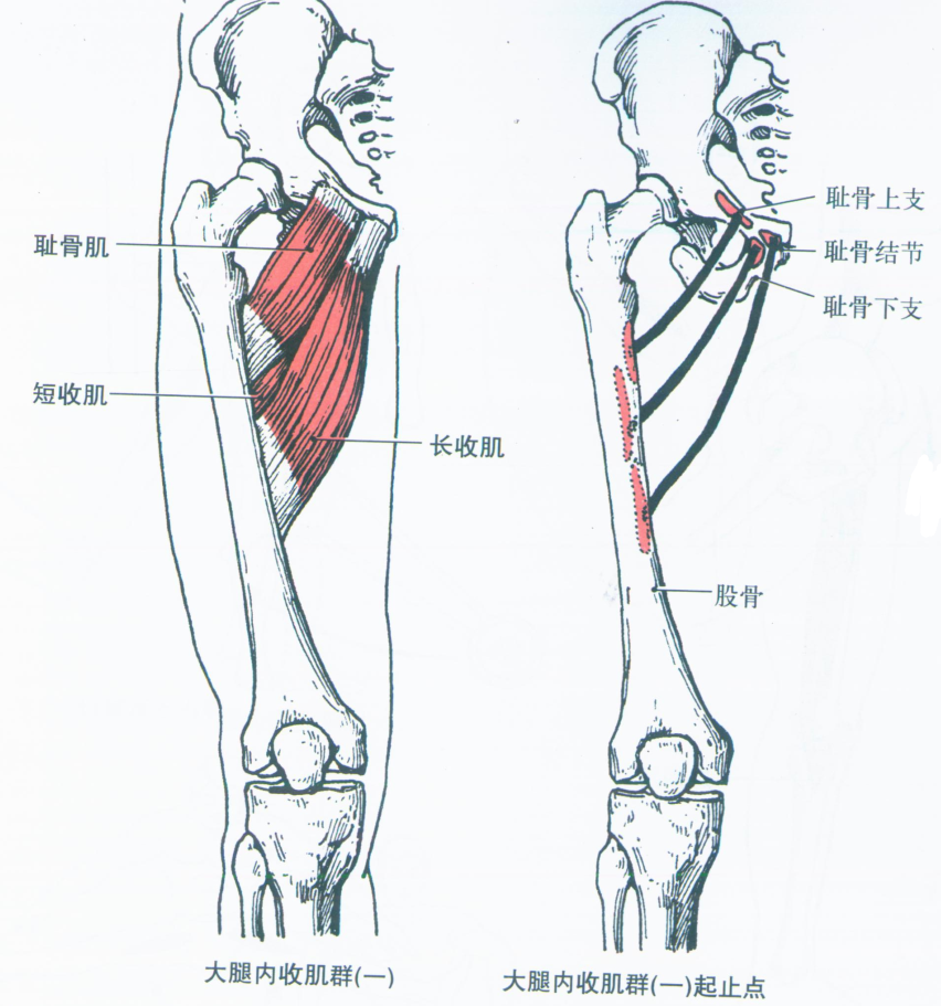 第009期认识你的肌肉之下肢肌大腿肌