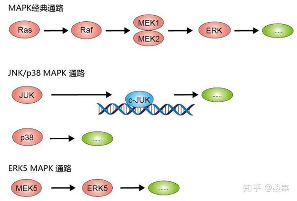 通路有三级的信号传递过程:mapk,mapk激酶(mek或mkk)以及mapk激酶的