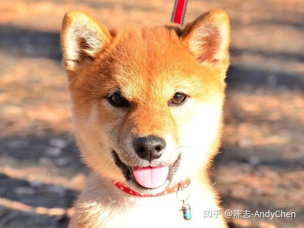 柴犬都会怕冻 冬天温差大狗狗易生病4大感冒病征要留心 知乎 柴犬都会怕冻 冬天温差大狗狗易生病4大感冒病征要留心 知乎