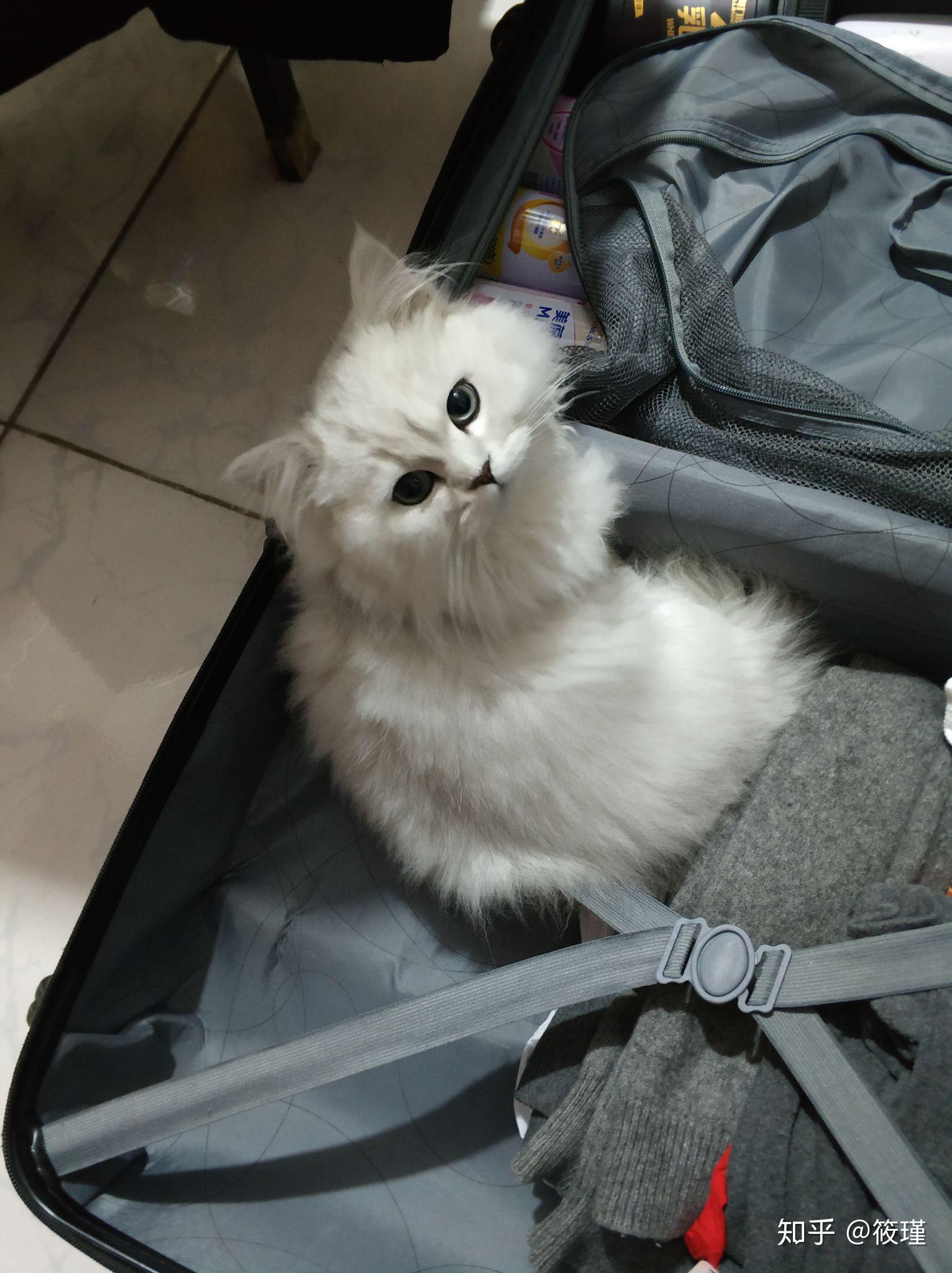 银渐层返祖猫与正常银渐层怎么选呢?急求? - 知乎