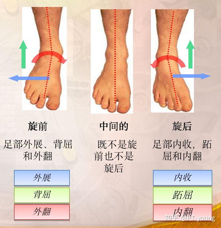 什么不良习惯会使得踝关节僵硬? - 知乎