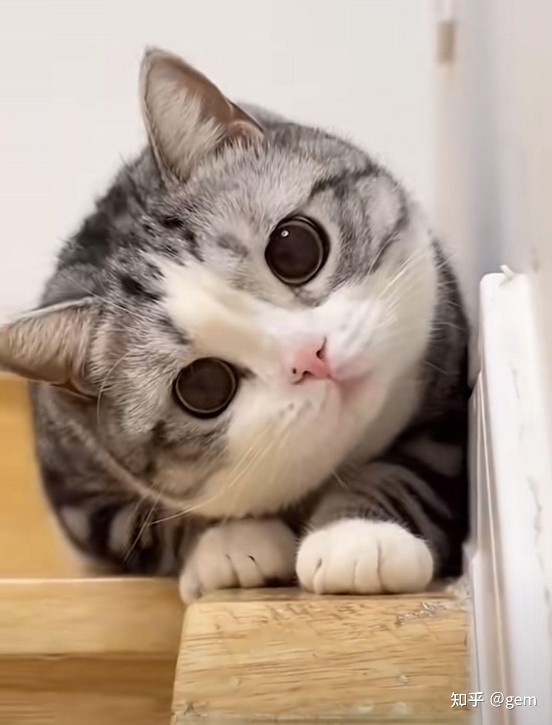 有没有什么可爱猫猫图能分享一下? - 知乎
