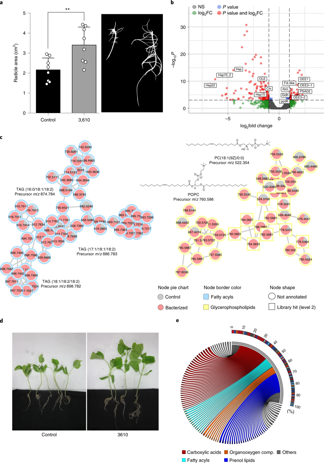 Nature Microbiology | 研究揭示植物根际促生菌促进甜瓜植株生长和抗真菌病害的机制! - 知乎