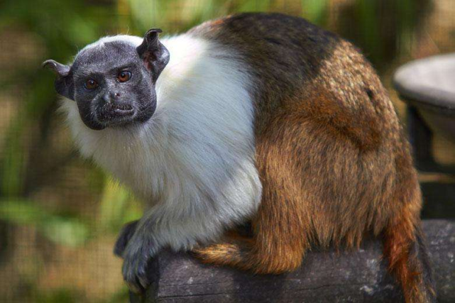 雌性权利至上的动物黑白花狨