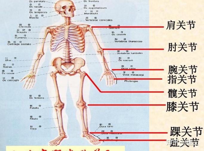 u頭使用在脊柱兩旁,例如豎脊肌等;尖頭使用在小肌肉,例如大魚肌,小魚