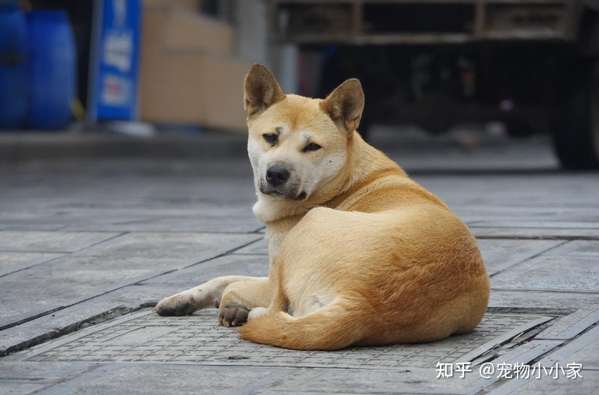 孝狗什么特征图片图片