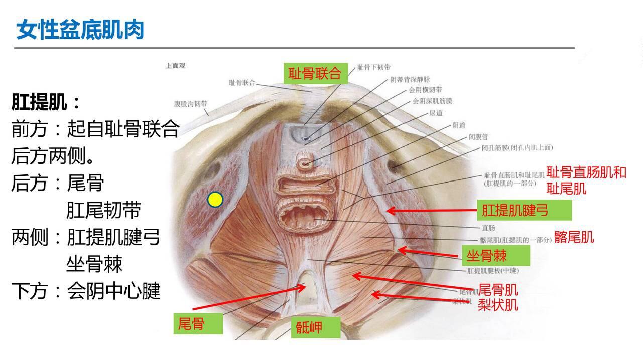 盆底肌解剖图3d图片