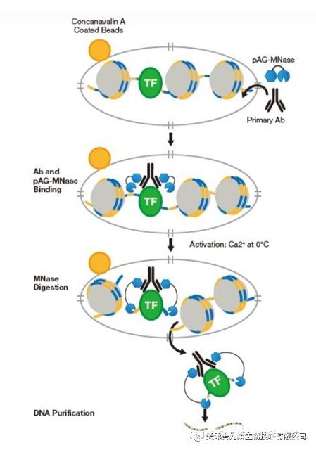 cutrun下一代chip实验的革新性技术