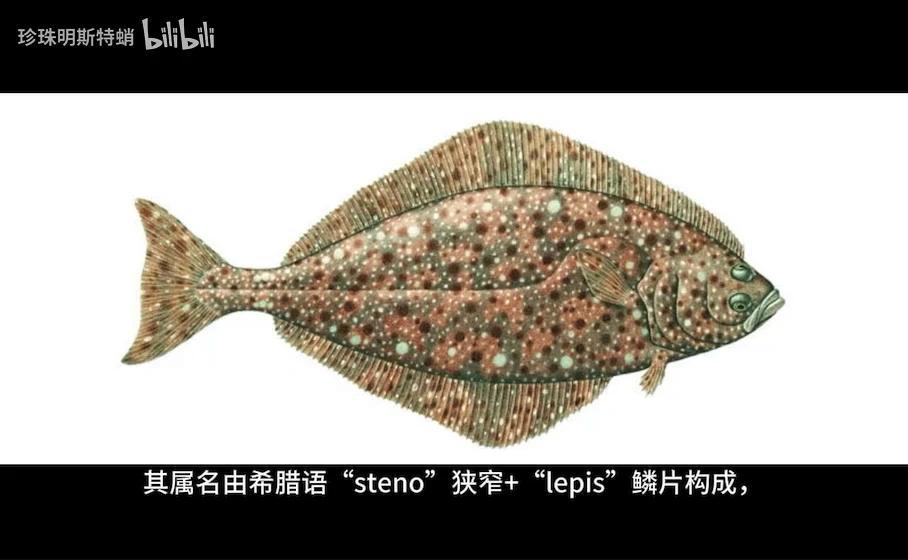 你可能吃过的“巨型比目鱼” 最大鲽形目-庸鲽属的简单介绍 - 知乎