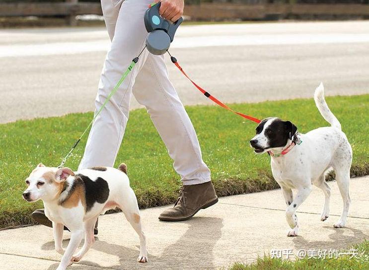 遛狗时有这5个习惯只会越遛越短命