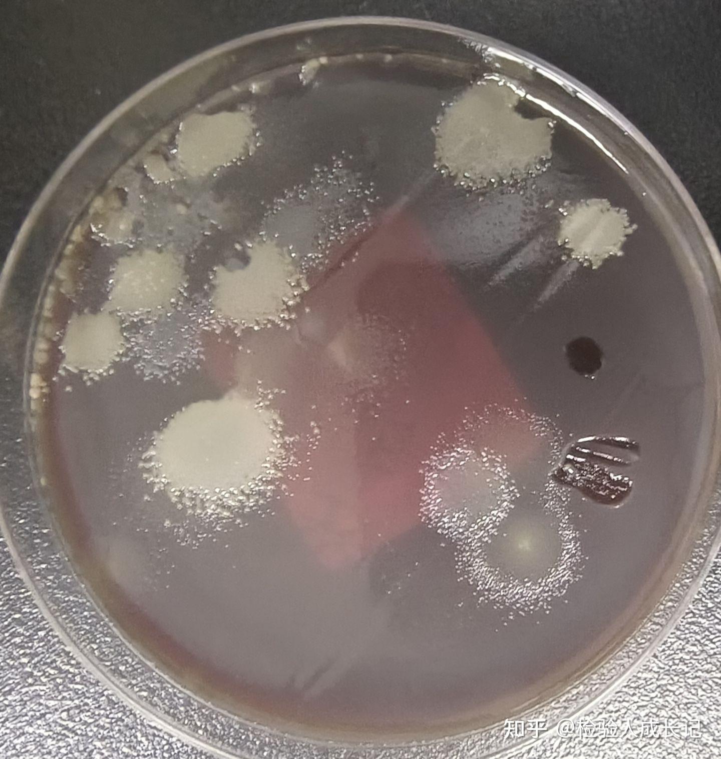 高中生物 探究酵母菌细胞呼吸的方式_哔哩哔哩 (゜-゜)つロ 干杯~-bilibili