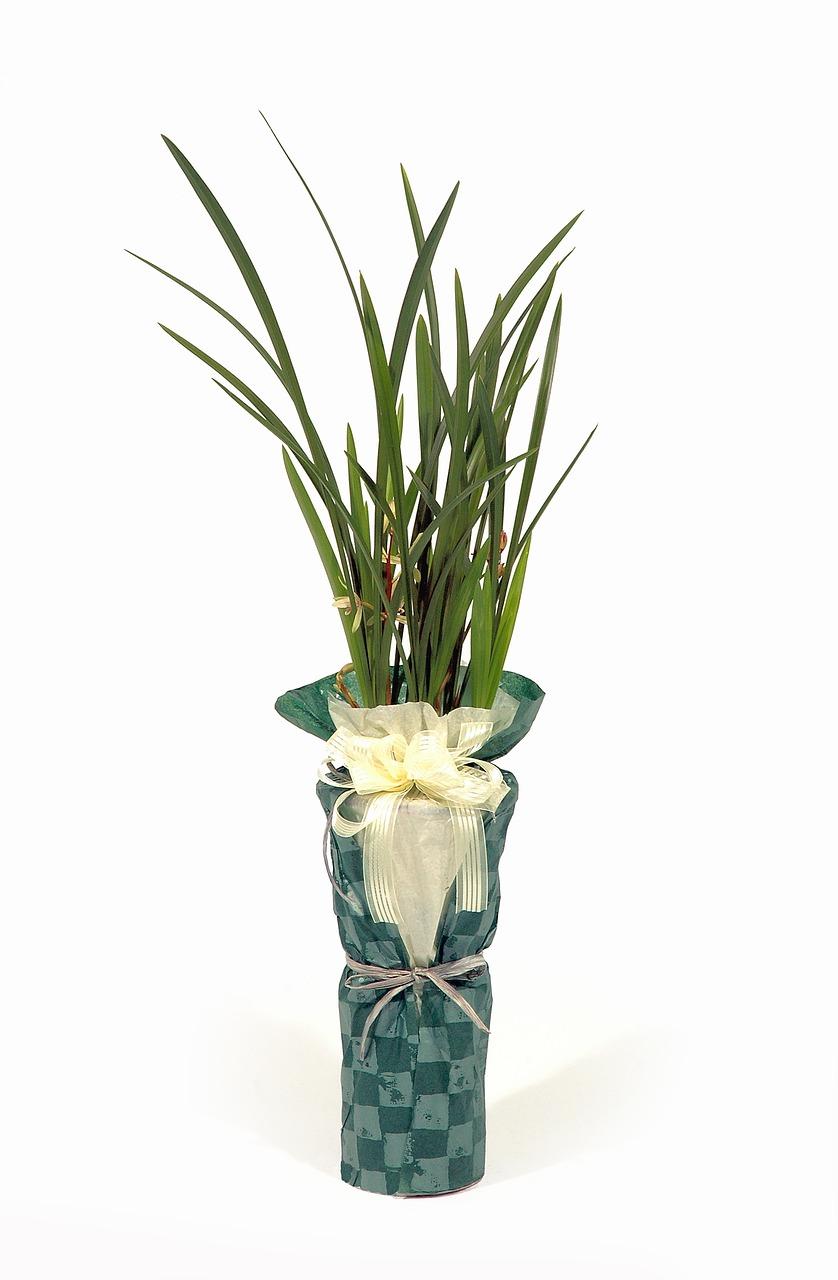 什么是植物调节剂