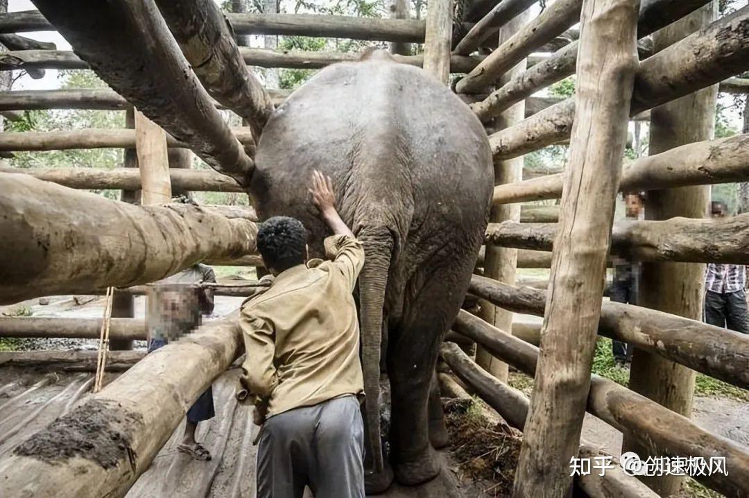 為何不飼養大象來吃大象肉產量豬的10倍難道難以入口