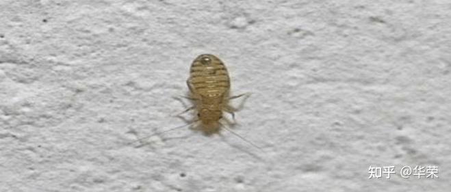 新房子墙壁上出现白色灰尘小虫子,尘虱对人有哪些危害 - 知乎