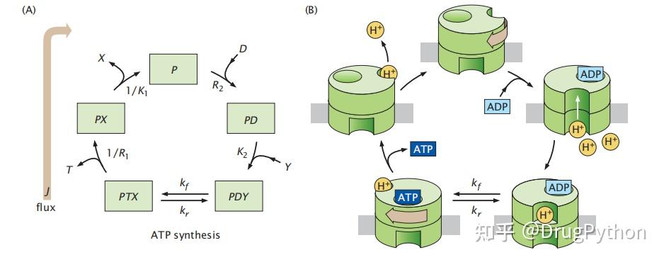 18《Protein Actions Principles and Modeling》-《蛋白质作用原理和建模》中文分享 - 知乎