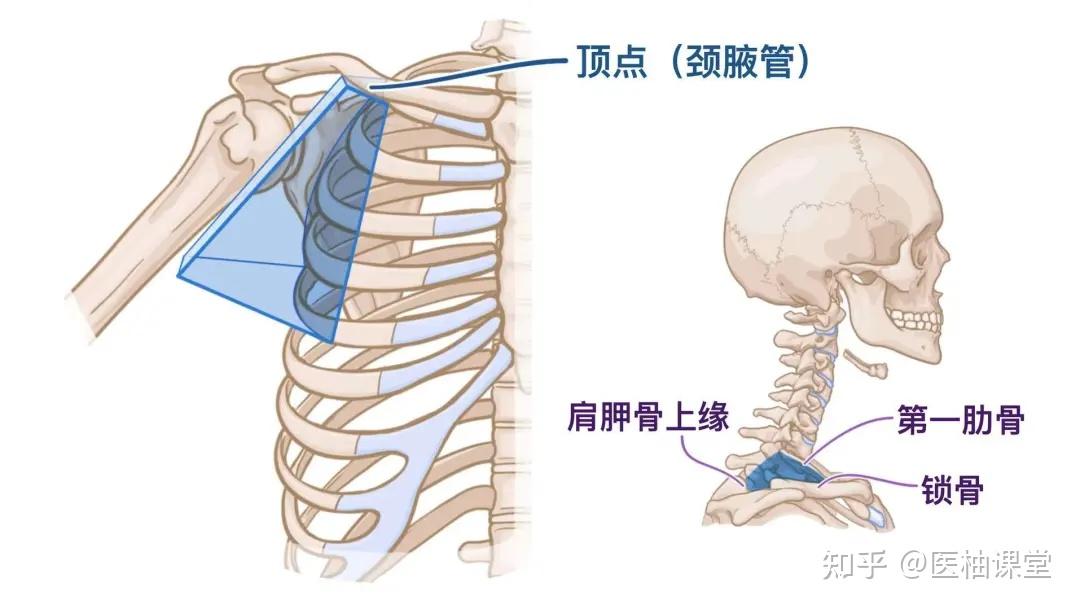 人体解剖学基础:腋窝 - 知乎