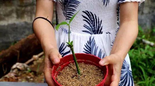 植物扦插，看这！ - 知乎