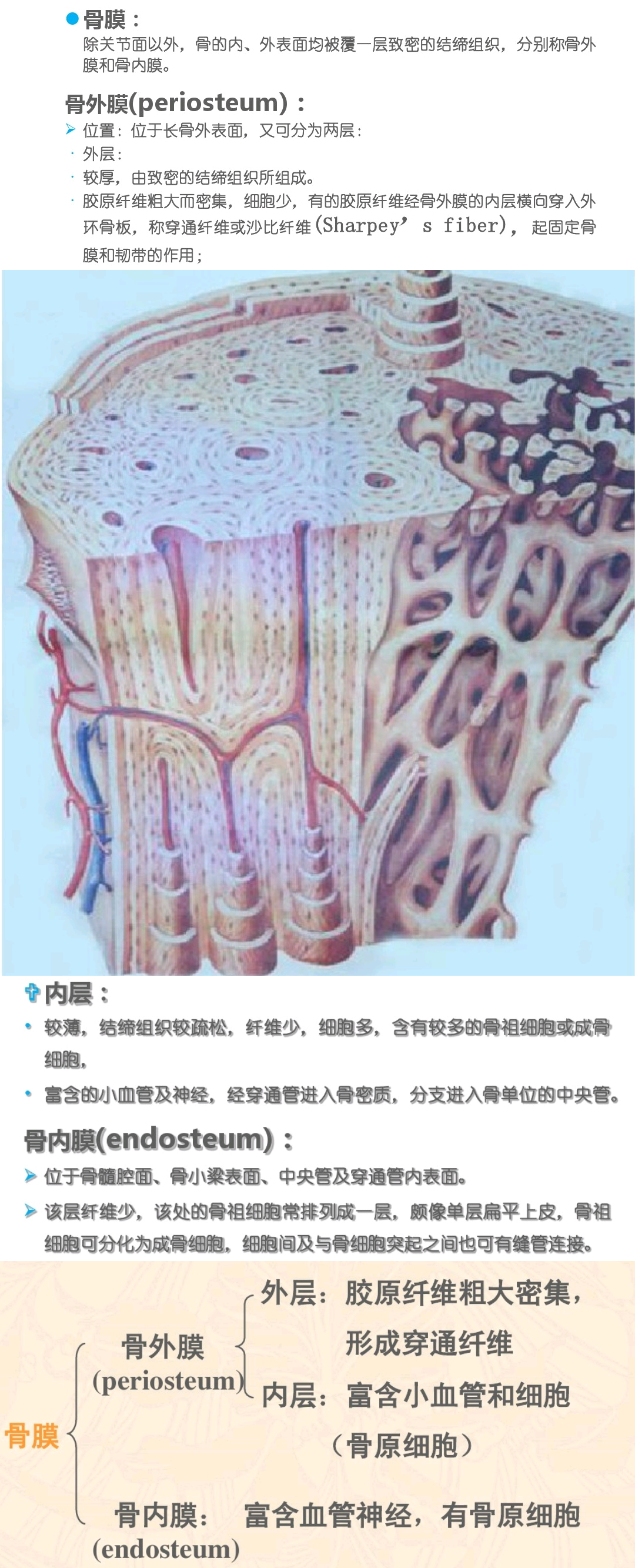 骨外膜有内外两层那是哪两层有什么区别骨内膜有两层吗