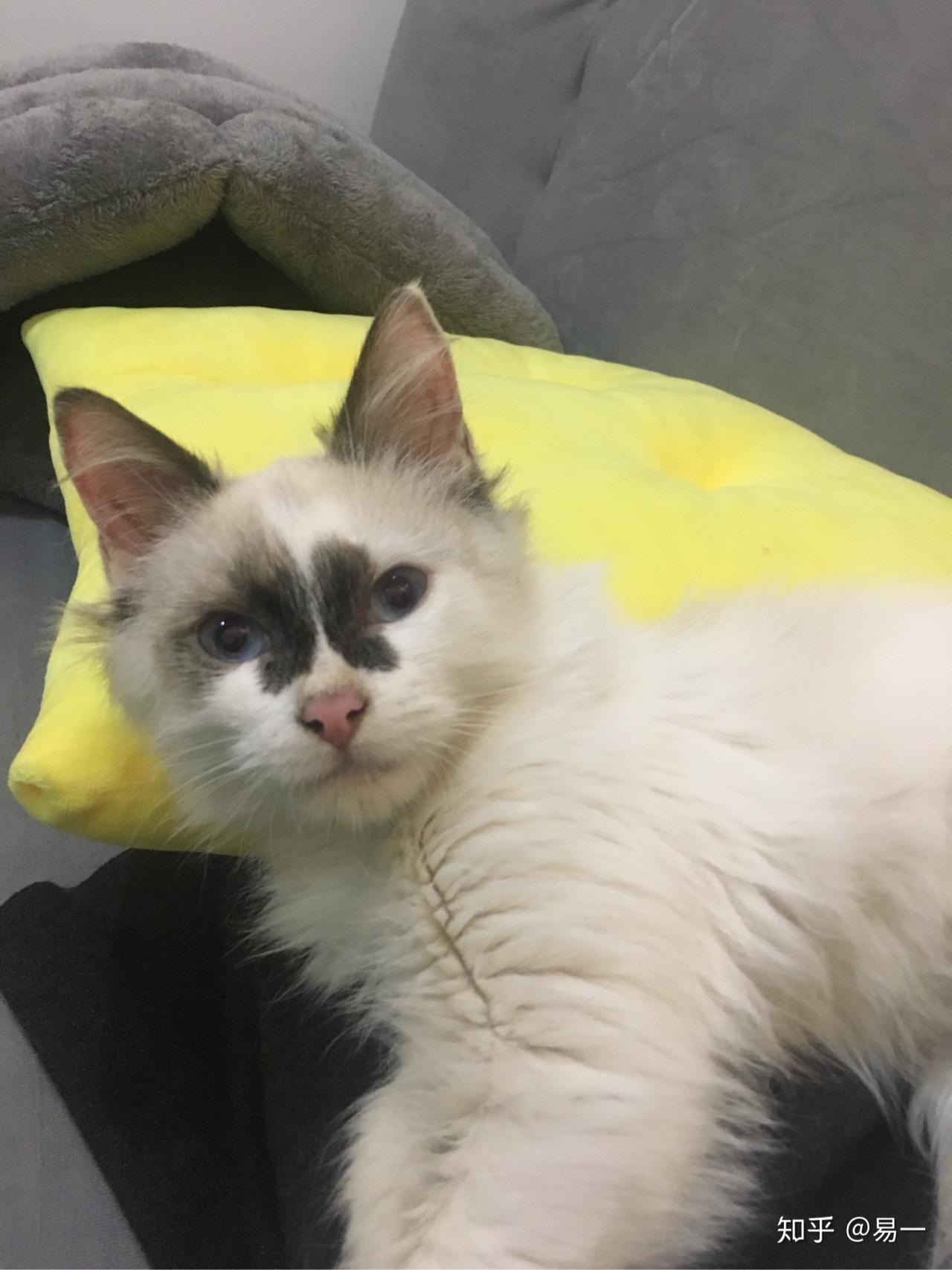 布偶猫能丑到什么程度