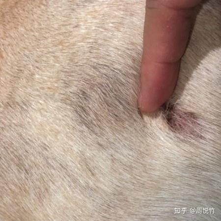狗狗身上结痂掉毛怎么回事 - 知乎