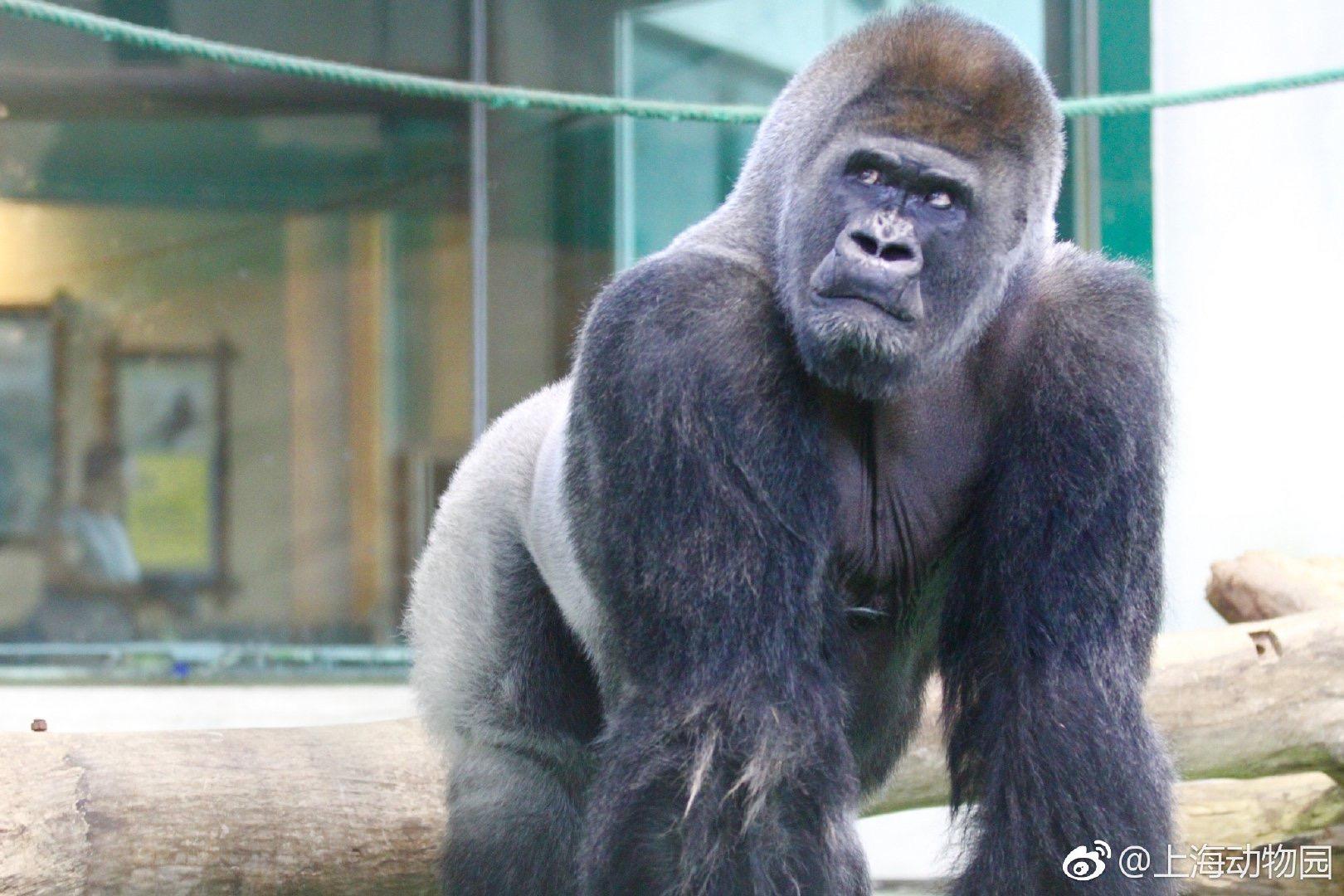 中国都有那些动物园有大猩猩好像上海动物园北京动物园郑州动物园有最