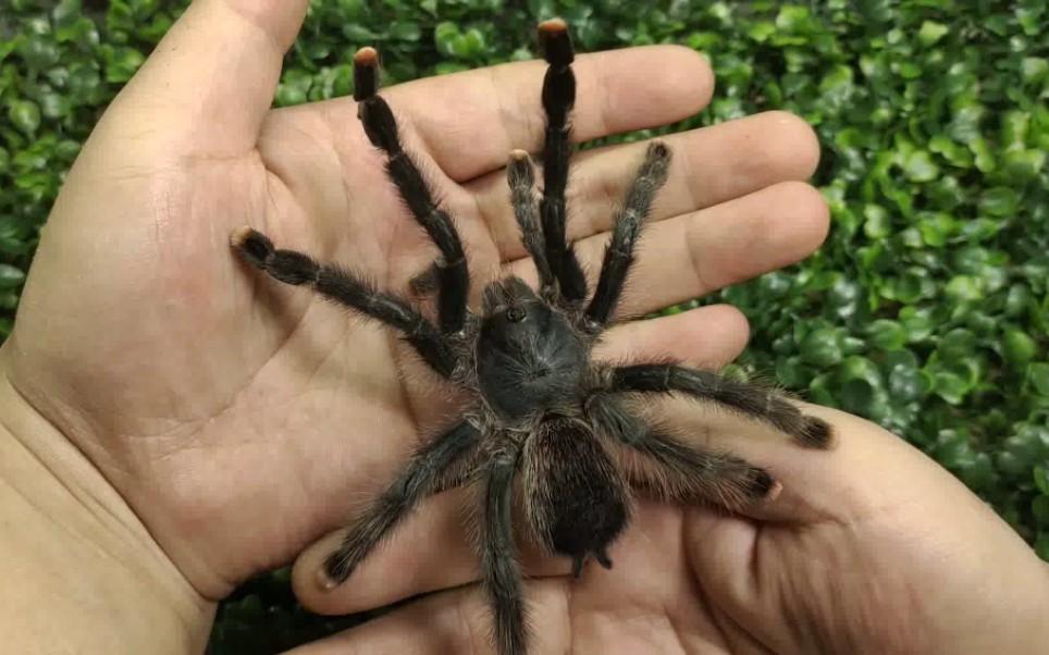 蜘蛛能放手上摸吗女粉就像粉趾蜘蛛老婆就像皇帝巴布玛格丽塔岛粉趾