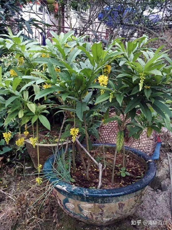 客家地区这种植物,浑身都是宝!可煲汤能煮茶做菜,药用价值还极高.