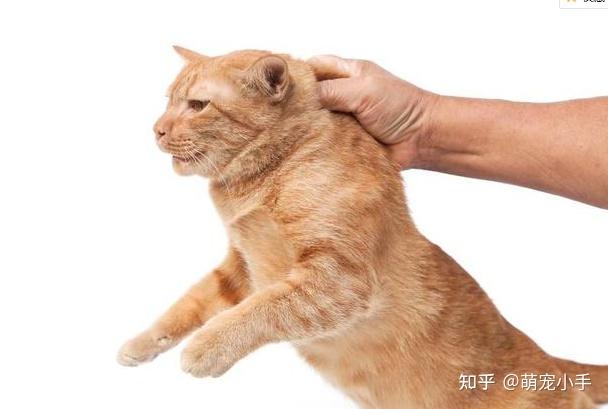 直接拎猫咪的脖子