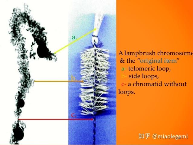 灯刷染色体,为什么起这样的一个名字,灯刷是什么东东? - 知乎