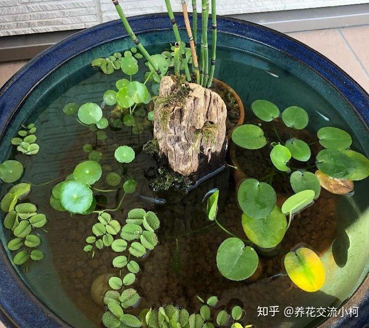 水生植物怎么养 常见50种水生植物