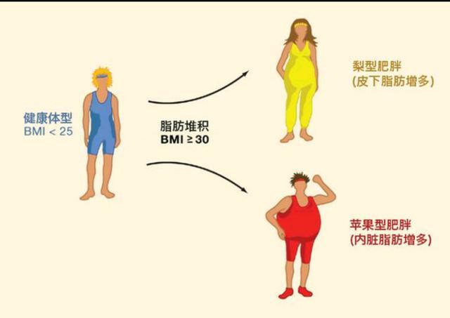 怎么运动减内脏脂肪 v2-572623551fe6f07d72dbed47c38e968c_r.jpg