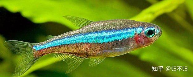 常见观赏水族之绿莲灯鱼 - 知乎