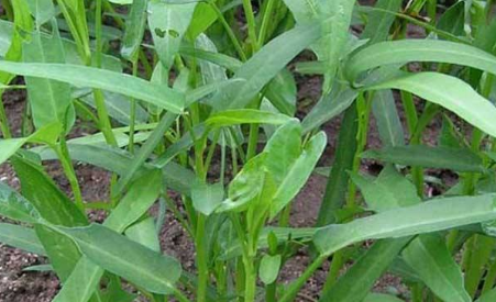蔬菜种植 空心菜繁殖及采收留种技术 知乎 蔬菜种植 空心菜繁殖及采收留种技术 知乎