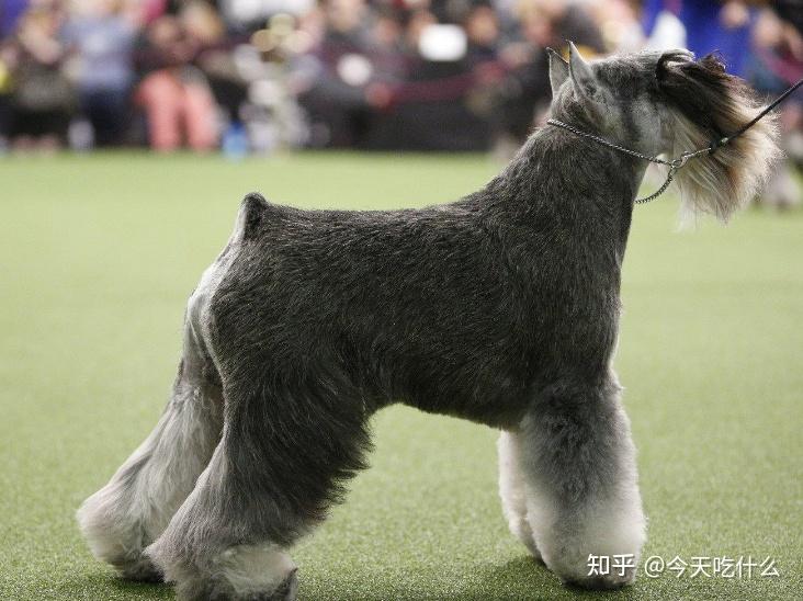 肌肉犬 雪纳瑞图片