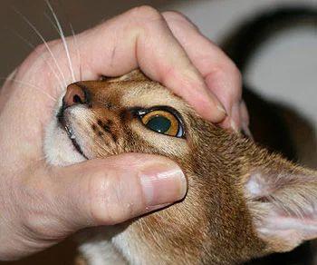 全图解给猫咪滴眼药水最正确的方法