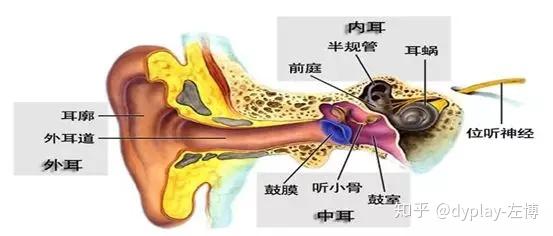 人是怎么听到声音的? - 知乎