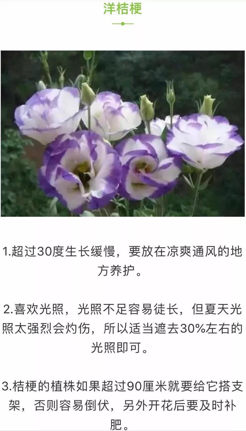 80种常见花度夏方法 学1招保花不死 知乎