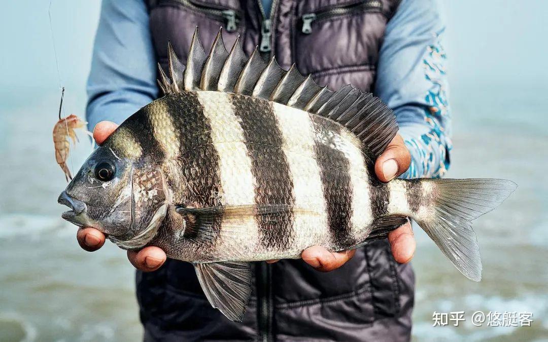 船钓Sheepshead 羊鲷鱼 | 佛罗里达坦帕Tampa站 - 知乎