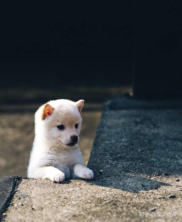 黑柴?白柴?赤柴?新手选择哪一种柴犬好养? - 知乎