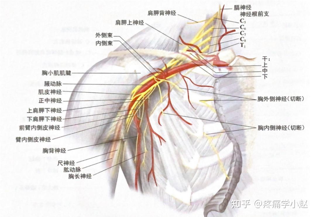 疼痛学中级,解剖考点——臂丛颈部的构成及走行等 - 知乎